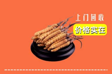 韶关市乳源回收冬虫夏草